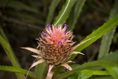 Ananas macrodontes, photographed by Nicolas Olejnik