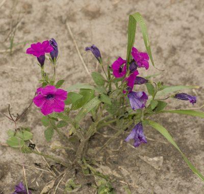 Petunia integrifolia, photographed by Nicolas Olejnik