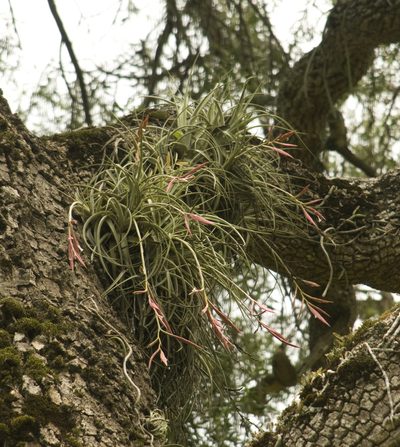 Tillandsia lorentziana, photographed by Nicolas Olejnik