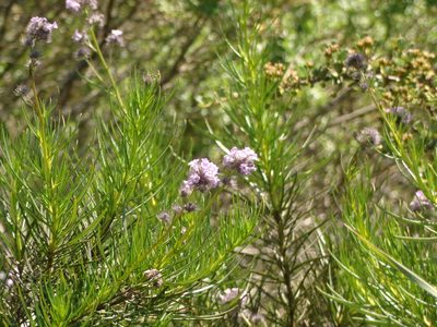 Eriodictyon capitatum, photographed by rockybajada
