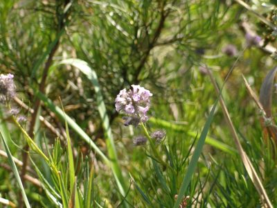 Eriodictyon capitatum, photographed by rockybajada
