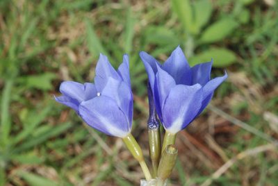 Gelasine elongata, photographed by aacocucci