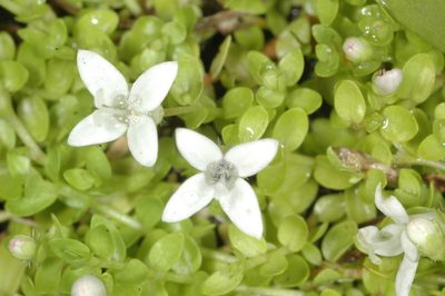 Oldenlandia salzmannii, photographed by aacocucci