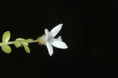 Oldenlandia salzmannii, photographed by aacocucci