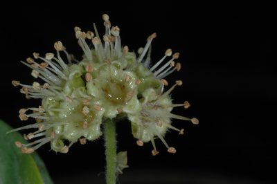 Terminalia australis, photographed by aacocucci