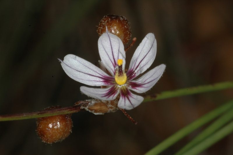 Sisyrinchium scariosum, photographed by aacocucci