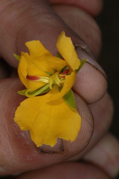 Chamaecrista repens, photographed by aacocucci