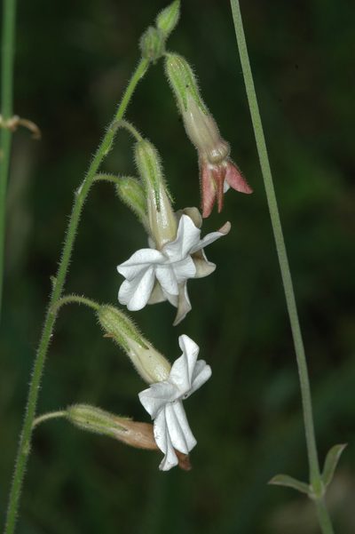 Nicotiana bonariensis, photographed by aacocucci