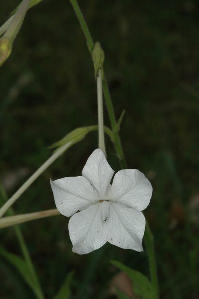 Nicotiana alata, photographed by aacocucci