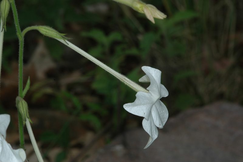 Nicotiana alata, photographed by aacocucci