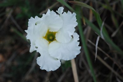 Mandevilla petraea, photographed by aacocucci