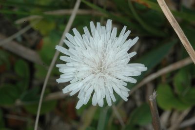 Picrosia longifolia, photographed by aacocucci