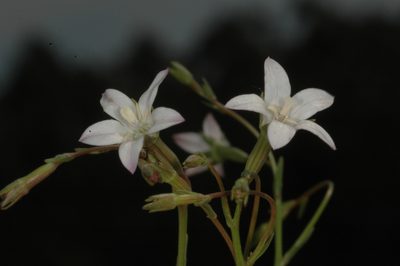 Wahlenbergia linarioides, photographed by aacocucci