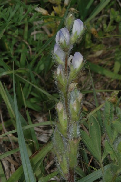 Lupinus bracteolaris, photographed by aacocucci