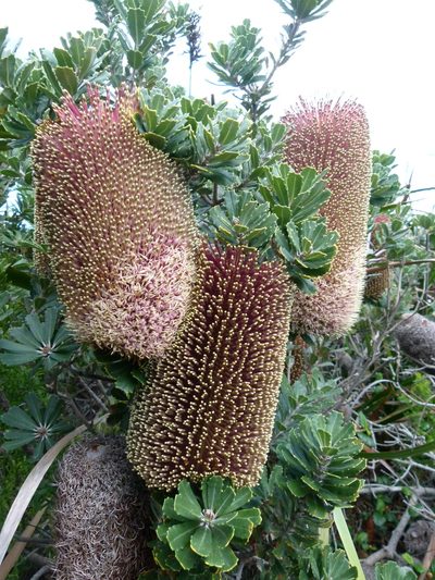 Banksia praemorsa, photographed by botanygirl