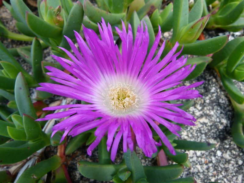 Carpobrotus virescens, photographed by botanygirl