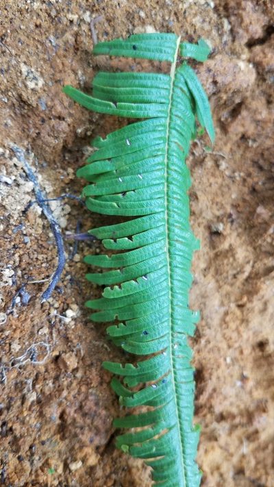 Sticherus furcatus, photographed by Alan Rockefeller