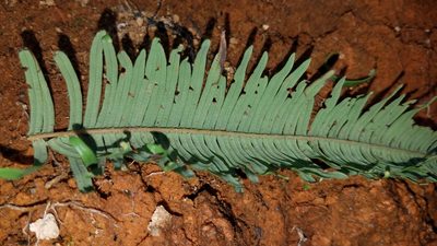 Sticherus furcatus, photographed by Alan Rockefeller