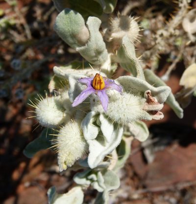 Solanum lasiophyllum, photographed by botanygirl