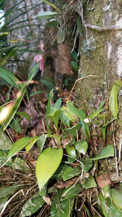 Stelis pachyglossa, photographed by Alan Rockefeller