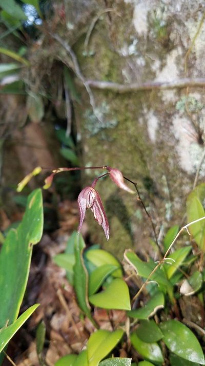 Stelis pachyglossa, photographed by Alan Rockefeller