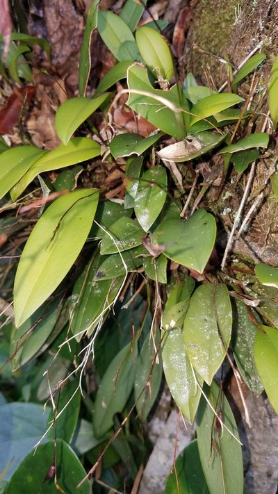 Stelis pachyglossa, photographed by Alan Rockefeller