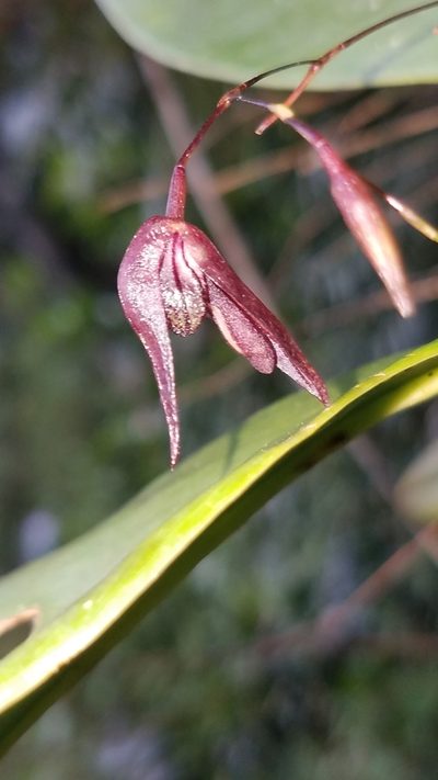 Stelis pachyglossa, photographed by Alan Rockefeller