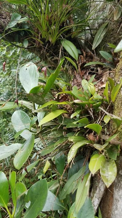 Stelis pachyglossa, photographed by Alan Rockefeller
