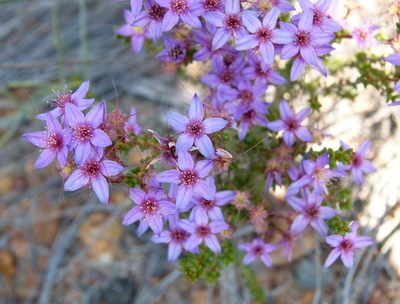 Calytrix leschenaultii, photographed by botanygirl