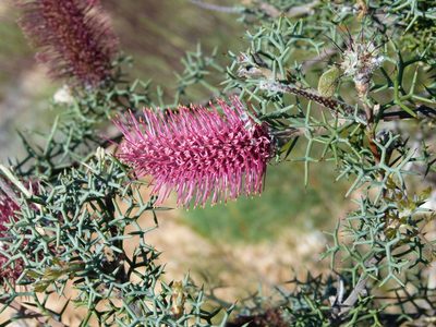 Grevillea paradoxa, photographed by botanygirl