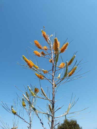 Grevillea excelsior, photographed by botanygirl