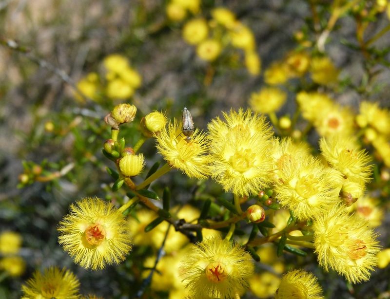 Verticordia chrysantha, photographed by botanygirl