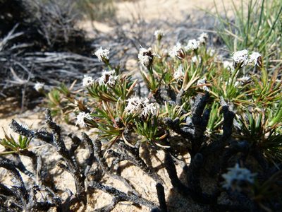 Borya constricta, photographed by botanygirl