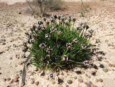 Borya constricta, photographed by botanygirl