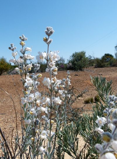 Dasymalla terminalis, photographed by botanygirl