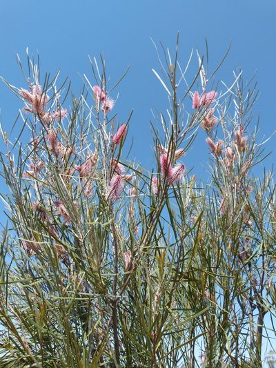 Hakea francisiana, photographed by botanygirl