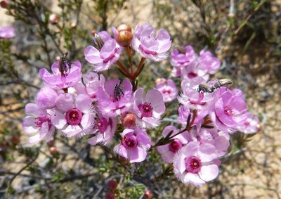 Verticordia picta, photographed by botanygirl
