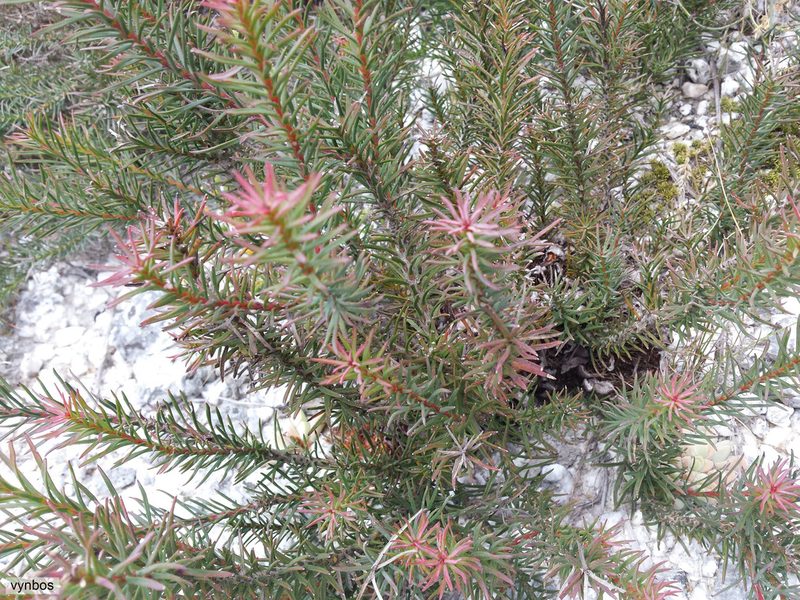 Protea decurrens, photographed by Chris Vynbos