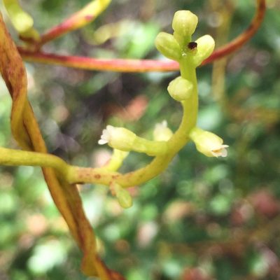 Cuscuta exaltata, photographed by Paul Baldon