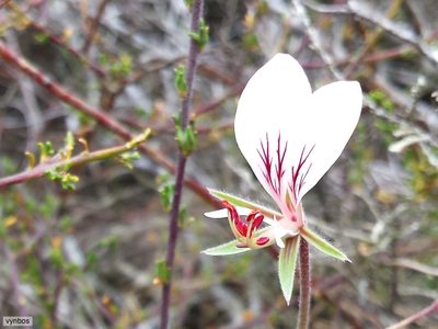Pelargonium caucalifolium, photographed by Chris Vynbos