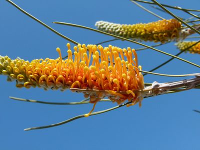 Grevillea excelsior, photographed by botanygirl