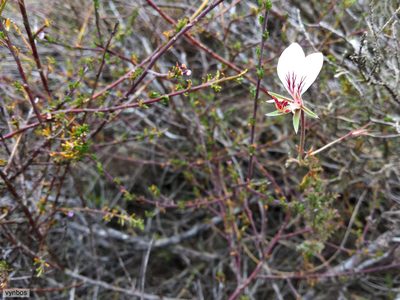 Pelargonium caucalifolium, photographed by Chris Vynbos