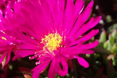 Lampranthus vernalis, photographed by Peter Warren