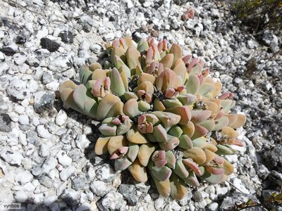 Gibbaeum hartmannianum, photographed by Chris Vynbos