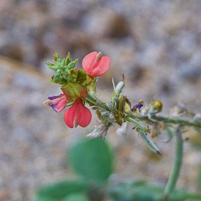 Indigofera fruticosa, photographed by Bill Levine