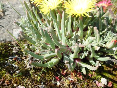 Cheiridopsis rostrata, photographed by Peter Warren