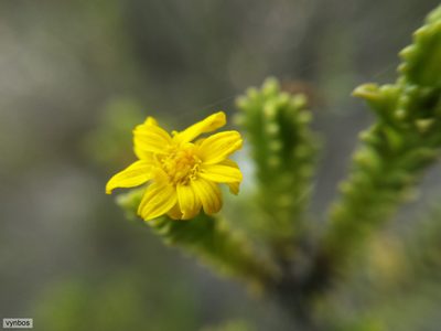 Oedera uniflora, photographed by Chris Vynbos