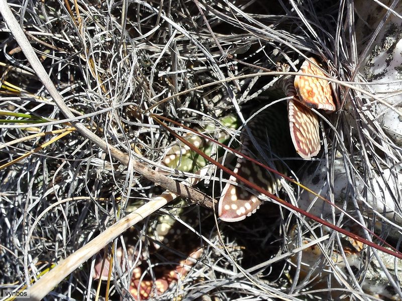 Gasteria carinata, photographed by Chris Vynbos