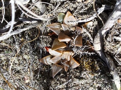 Haworthia mutica, photographed by Chris Vynbos