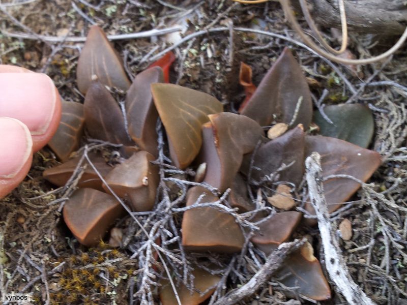 Haworthia mutica, photographed by Chris Vynbos